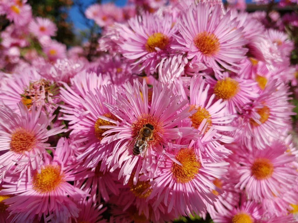 Rosa Astern mit einer Biene