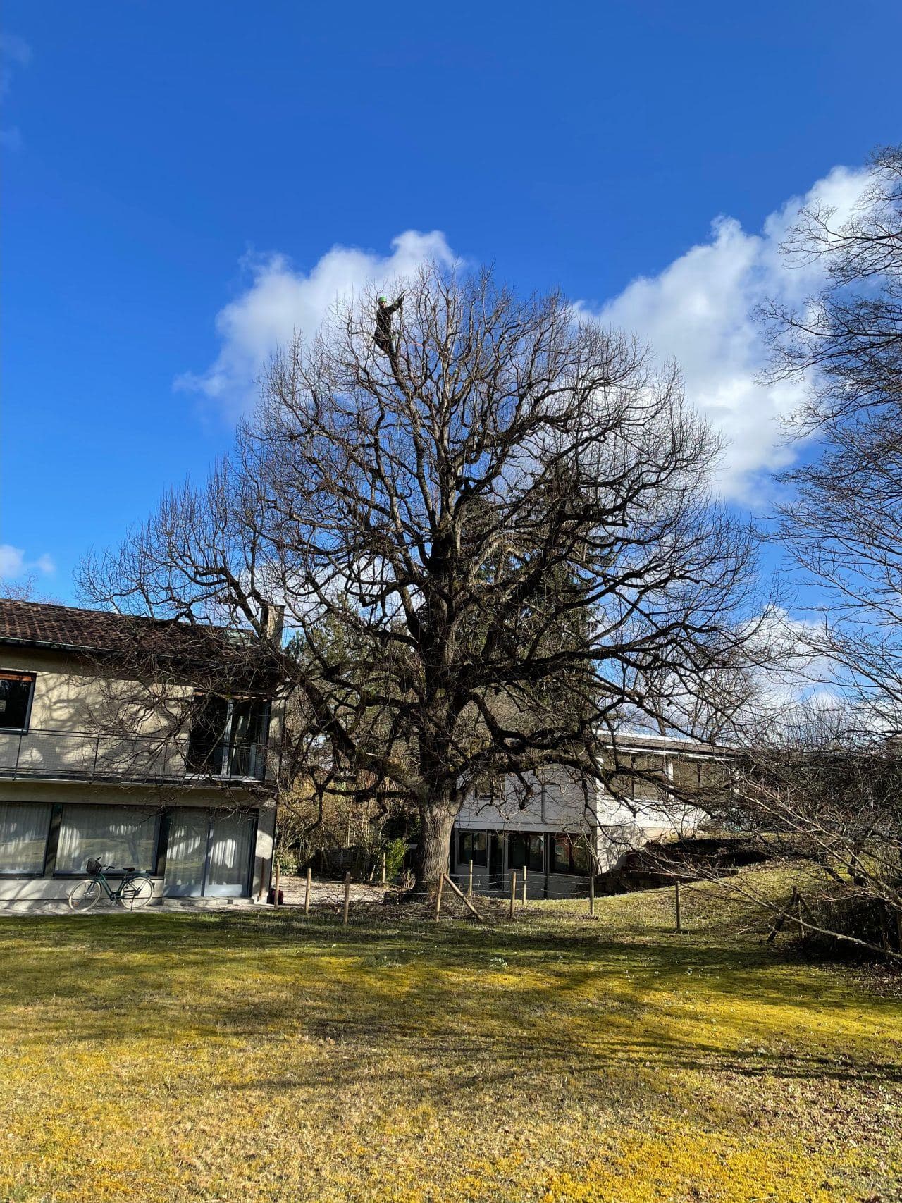 Grosser, unbelaubter Baum vor blauem Himmel