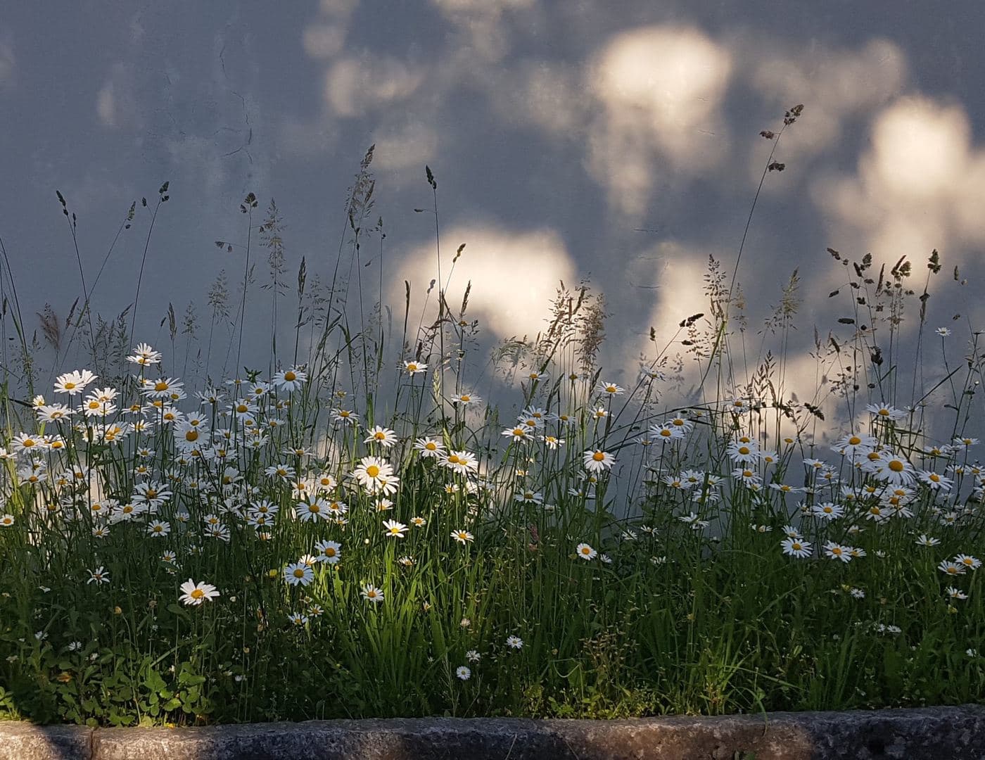 Blumenwiese mit Margeriten im Abendlicht