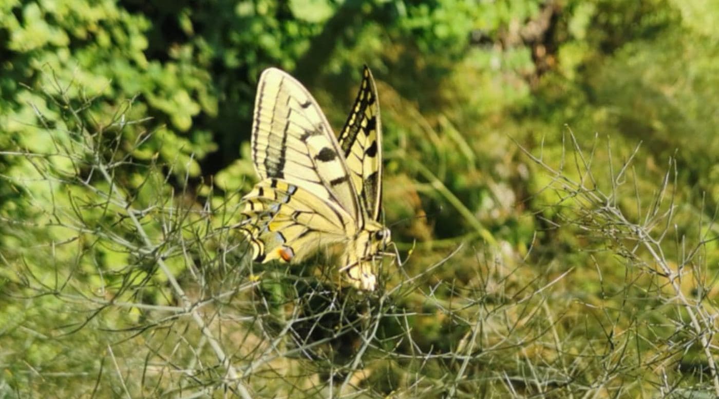 Schwalbenschwanz-Schmetterling auf einer Blüte